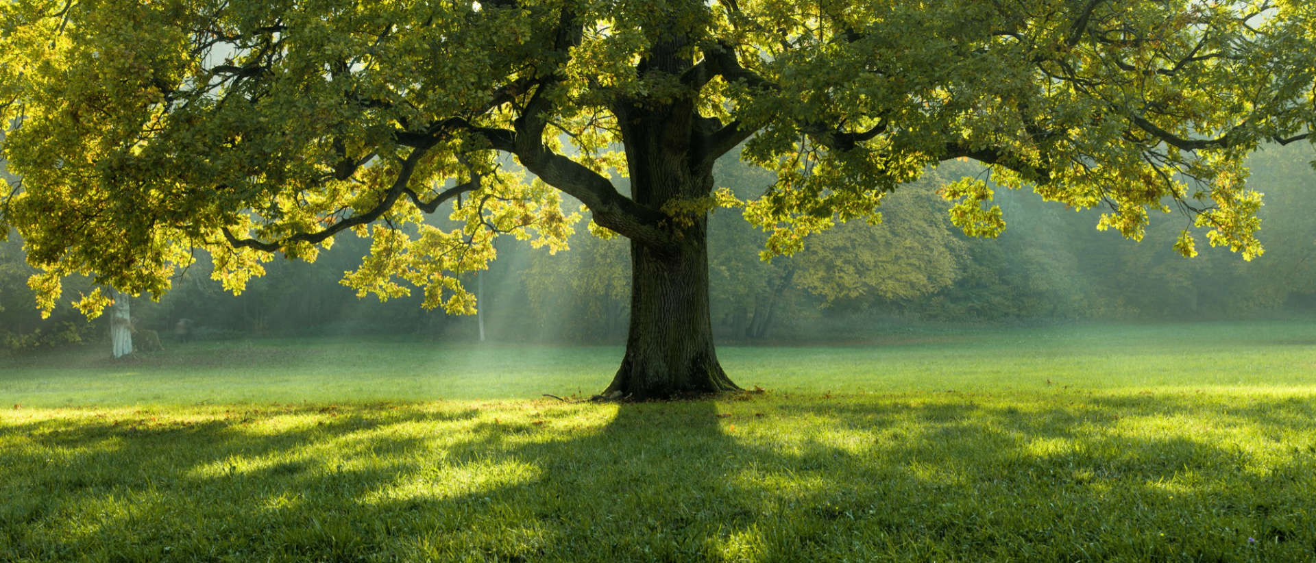 A tree in summer forest