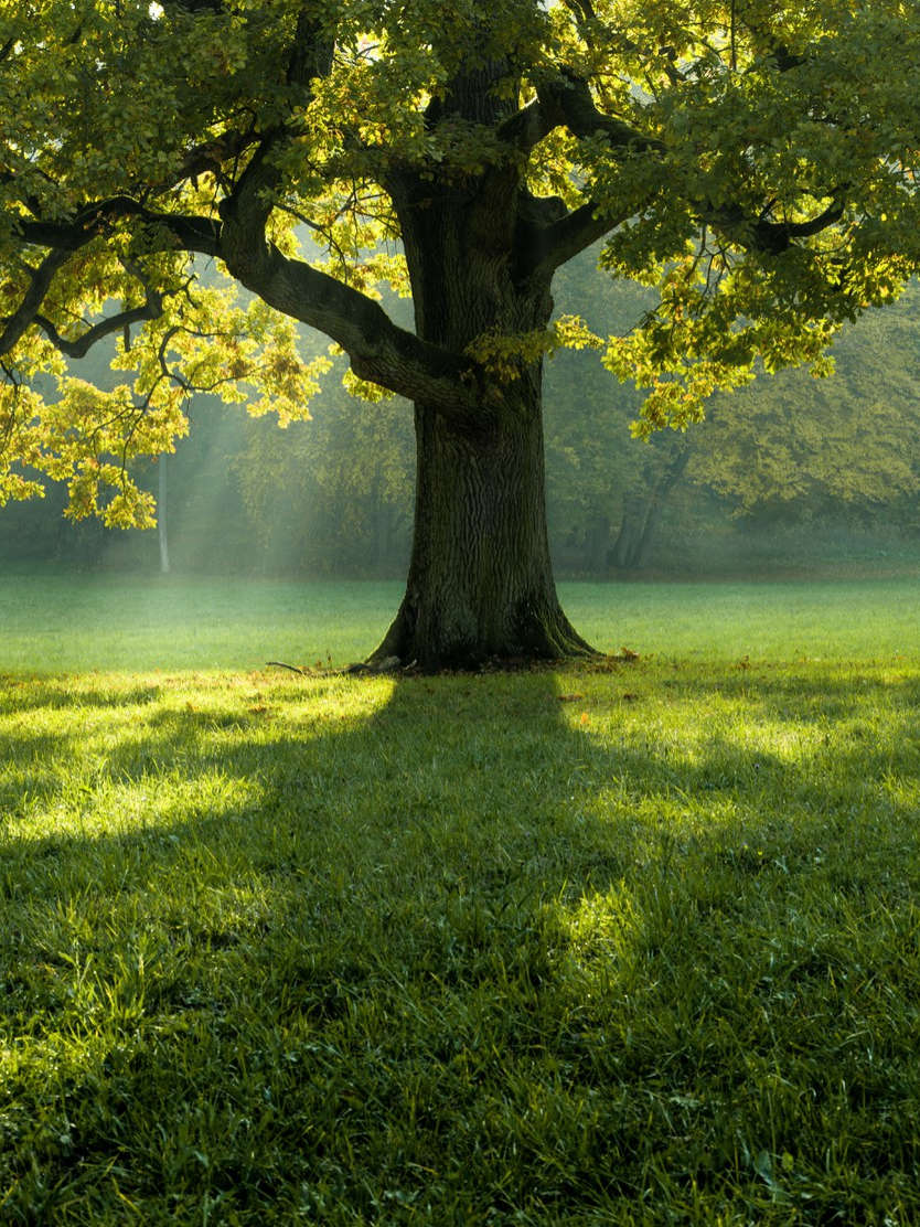 A tree in summer forest