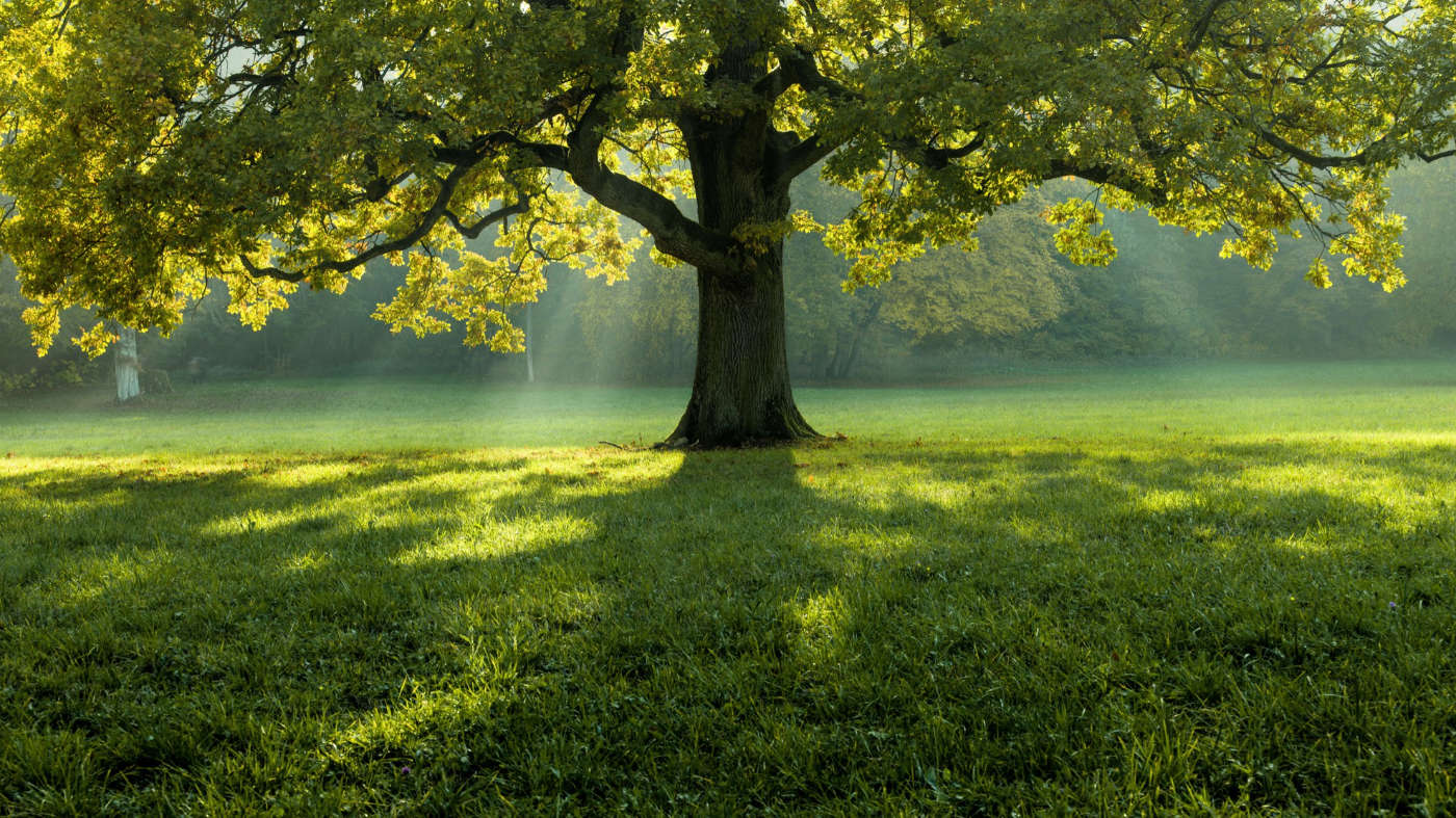 A tree in summer forest